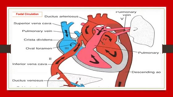 Fetal Echocardiography